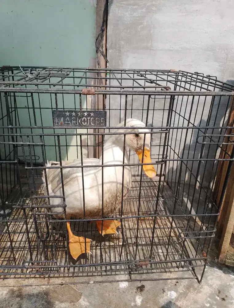 Bebek peking Umur muda