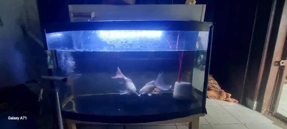 Ikan Koi Platinum Slayer