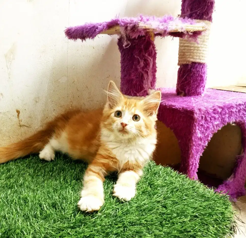 Kitten amaineCoon Betina Pure No mix.