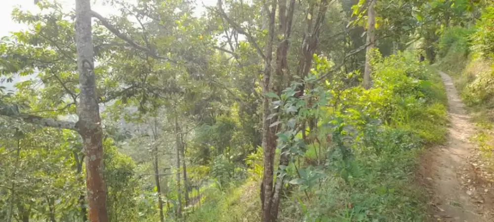 DIJUAL TANAH / KEBUN PRODUKTIF DI BARENG, SAWAHAN – NGANJUK