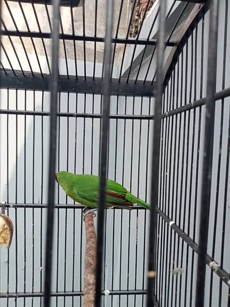 Murai muda daun prestasi mudah on jambul