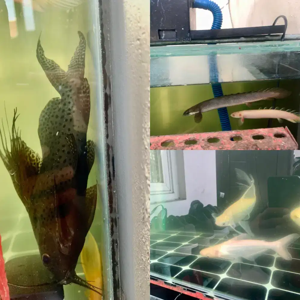 Ikan Synodontis, Patin Albino, Palmas 2 Ekor