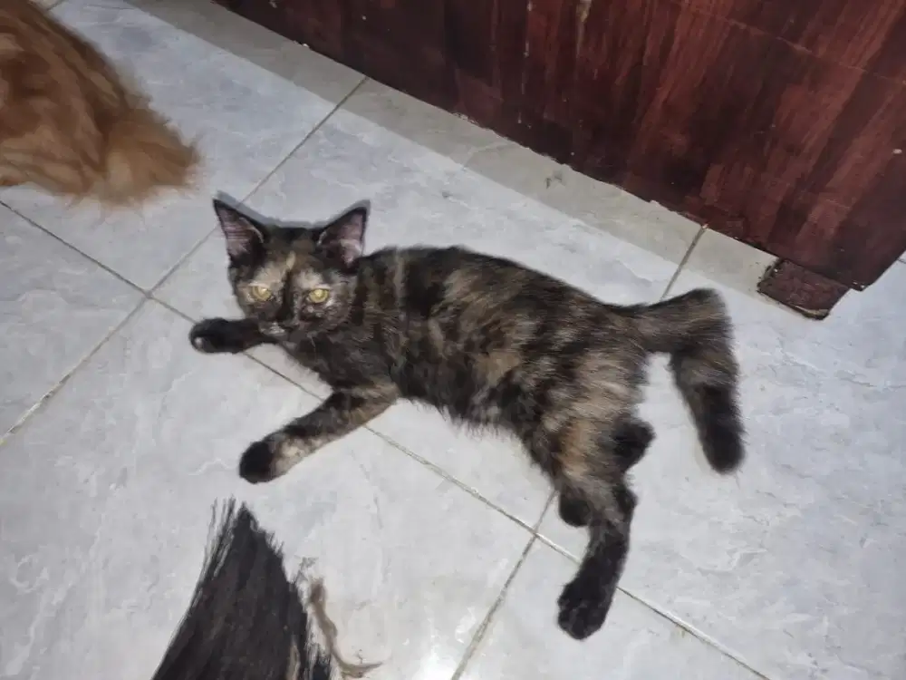 Kucing Mixdom Betina
