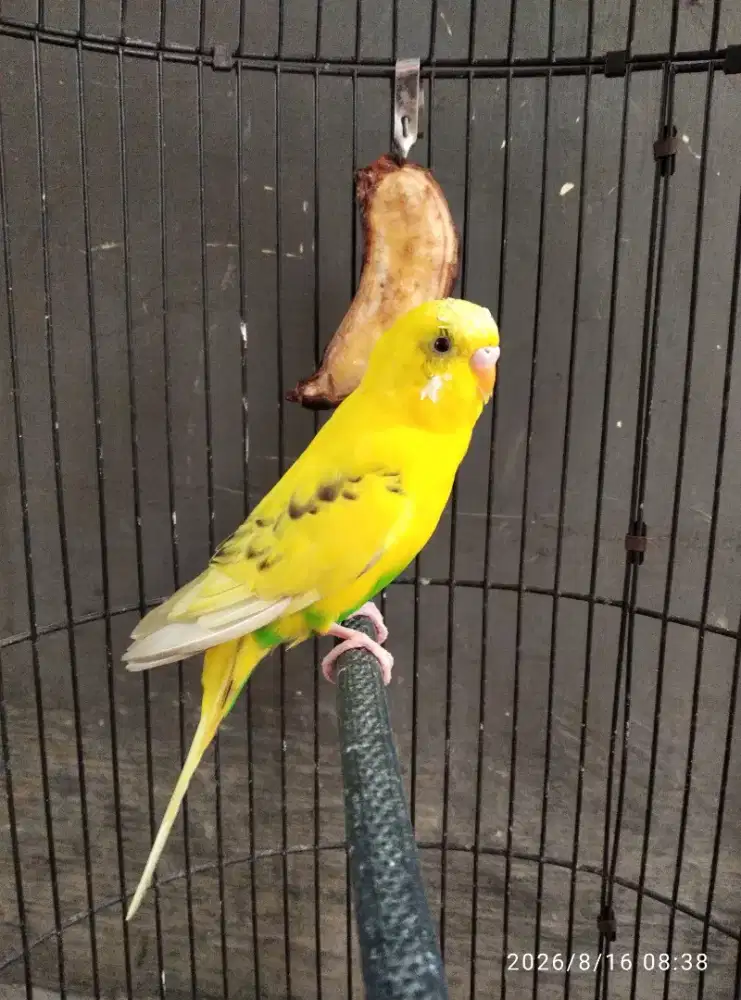 Burung parkit warna bagus