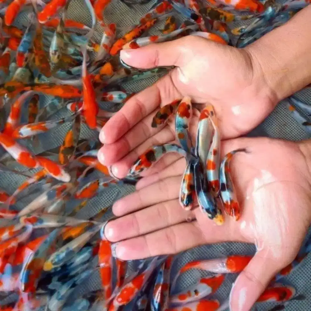 Ikan koi warna ukuran 5-9 cm