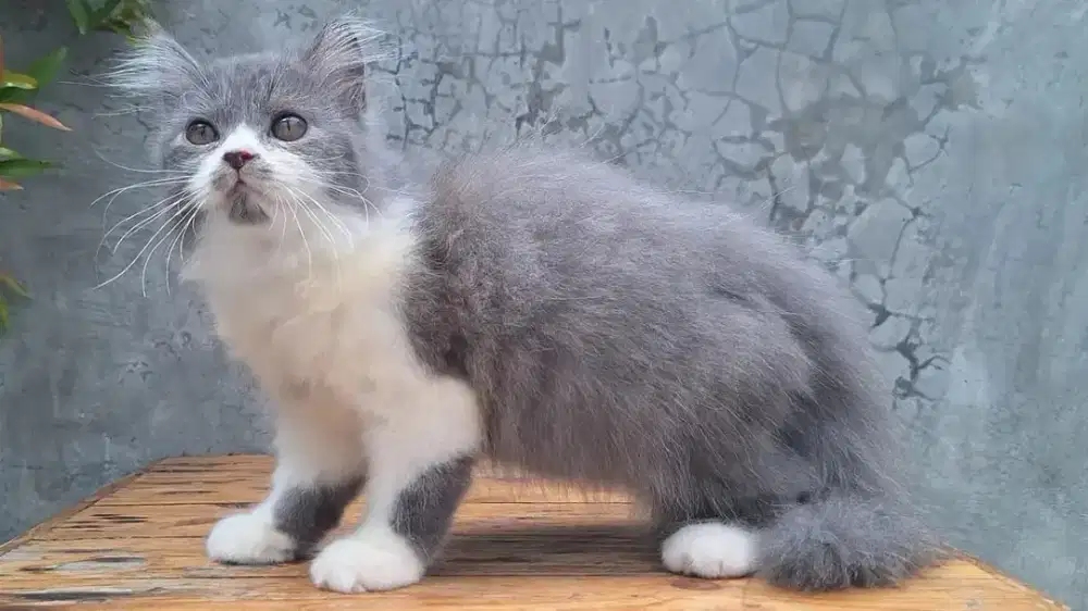 KUCING PERSIA MEDIUM JANTAN & BETINA 2 BULAN