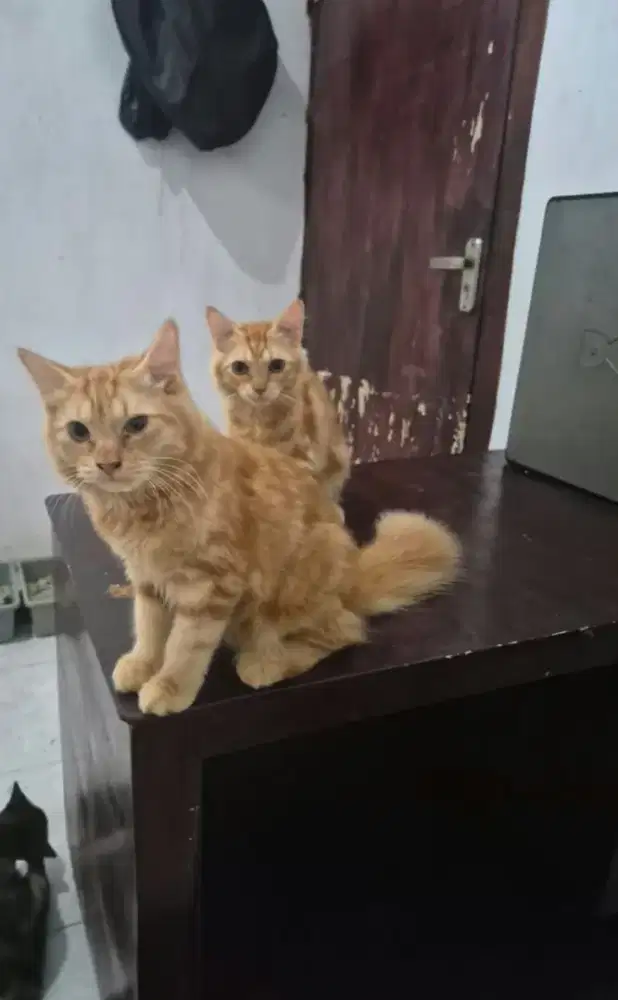 Kucing Mixdom Jantan