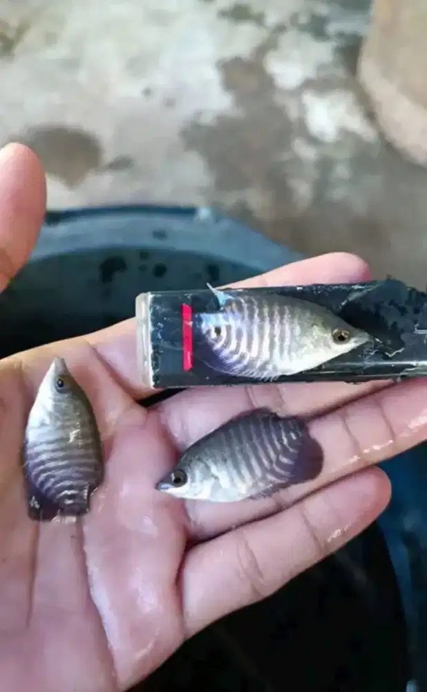 Bibit ikan gurame soang ukuran korek gas paket isi 100 ekor