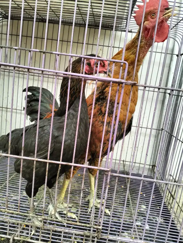 Ayam jawa sepasang