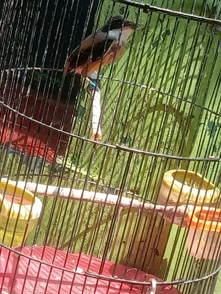 Toed Priangan anakan rajin jual fulset