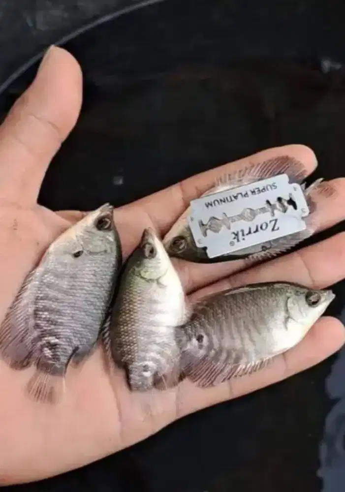 Bibit ikan gurame soang ukuran silet paket 100 ekor