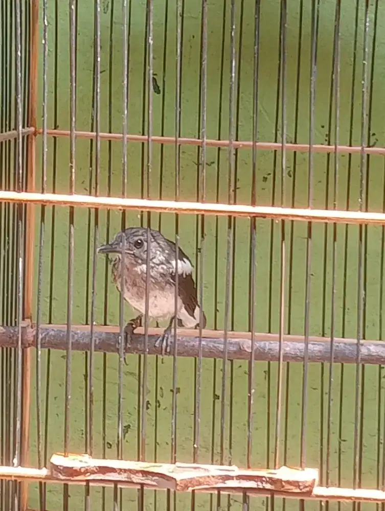 Kacer dahi Priangan torotol rajin bunyi