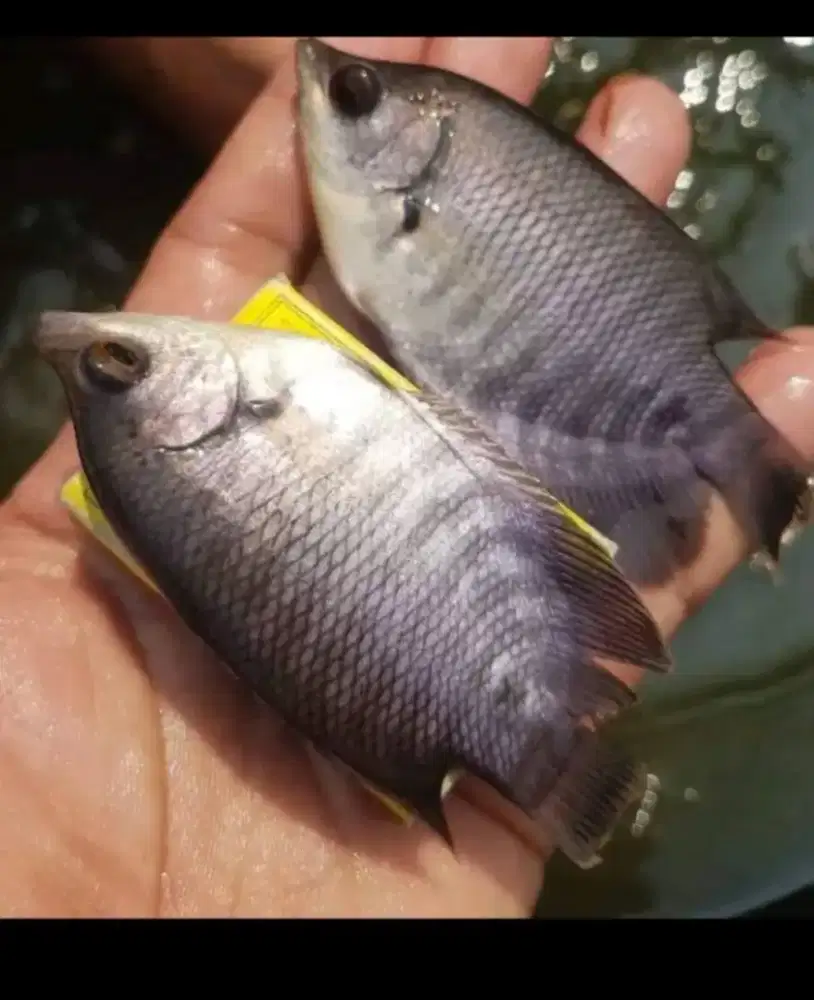Bibit ikan gurame soang ukuran ngorek kayu paket 100 ekor
