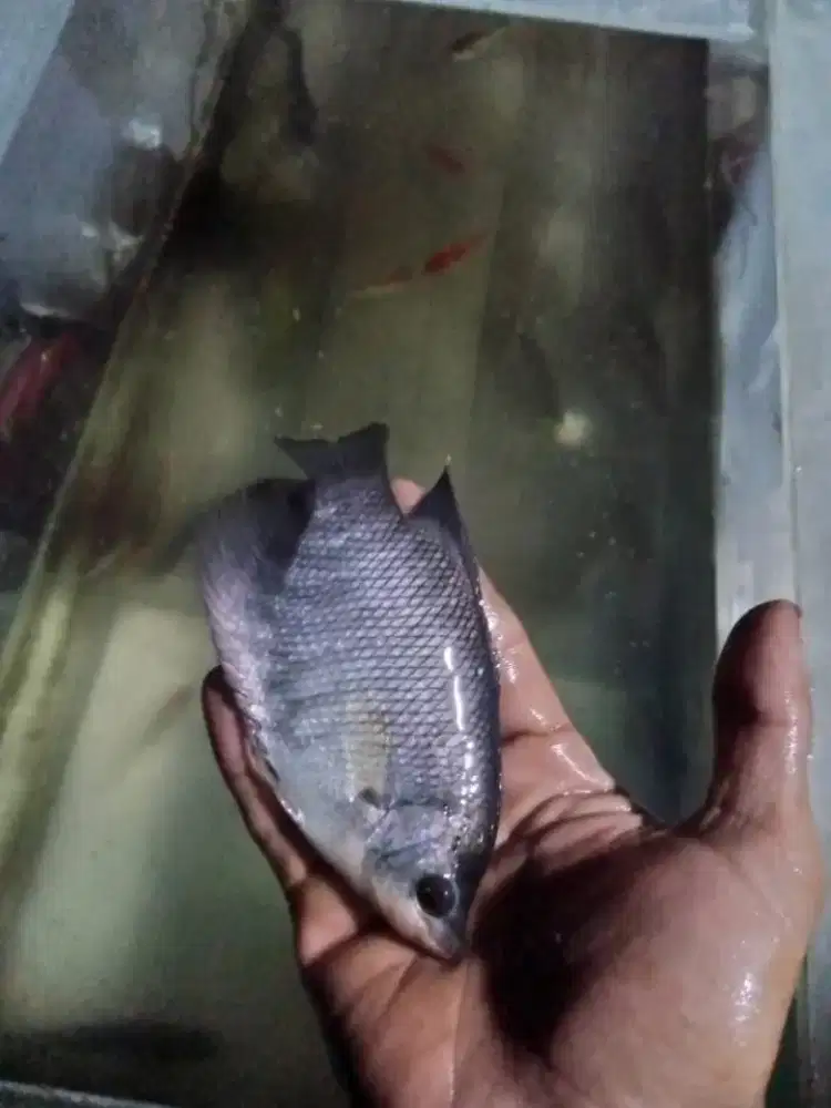 Bibit ikan gurame soang ukuran 3 jari paket 100 ekor