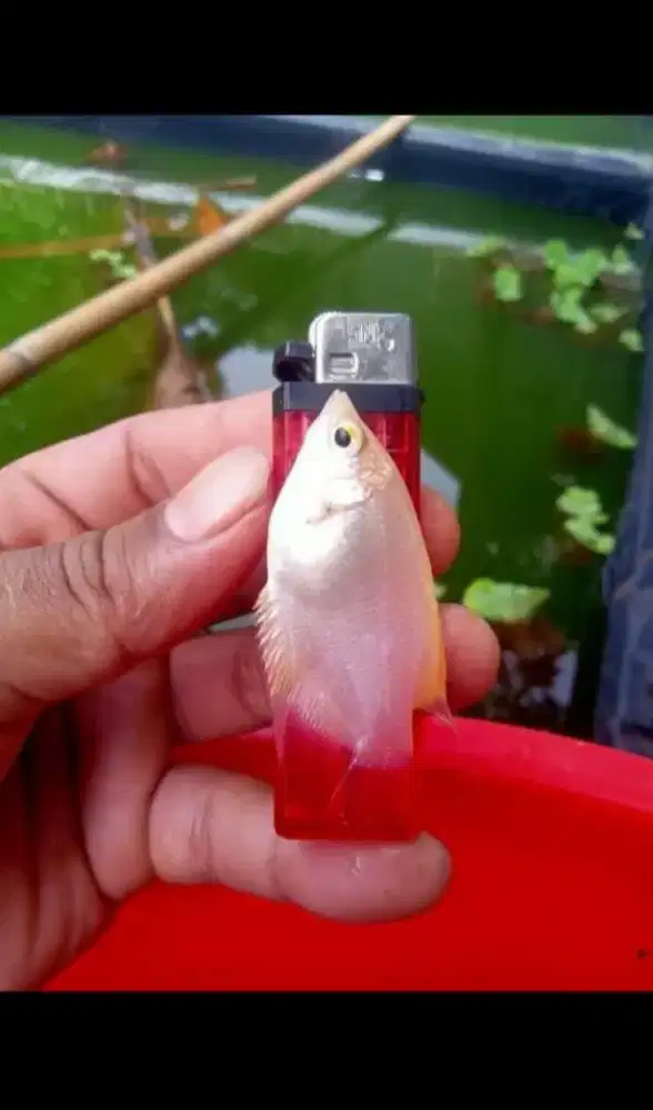 Bibit ikan gurame padang ukurang korek gas paket isi 100 ekor