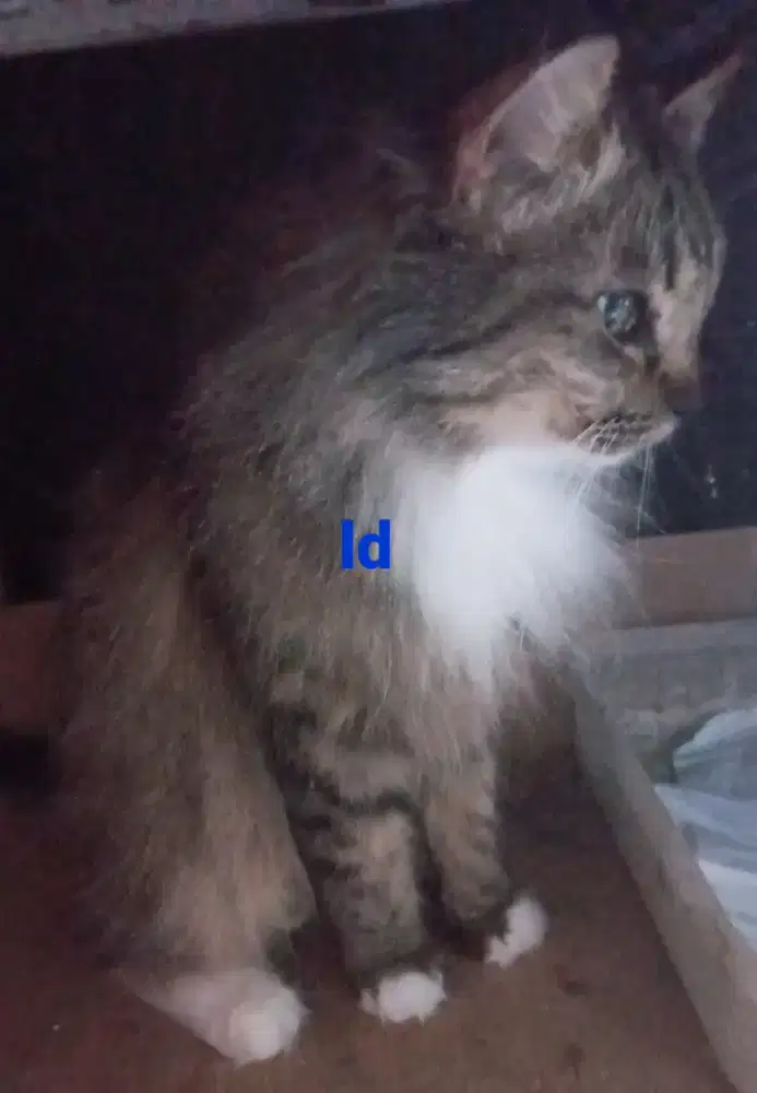 Kucing himalaya mic mc