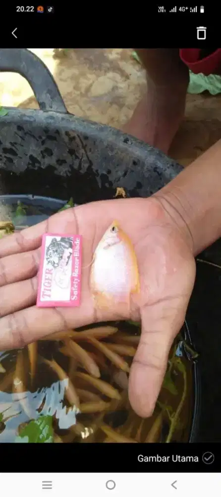 Bibit ikan gurame padang ukuran silet paket 100 ekor