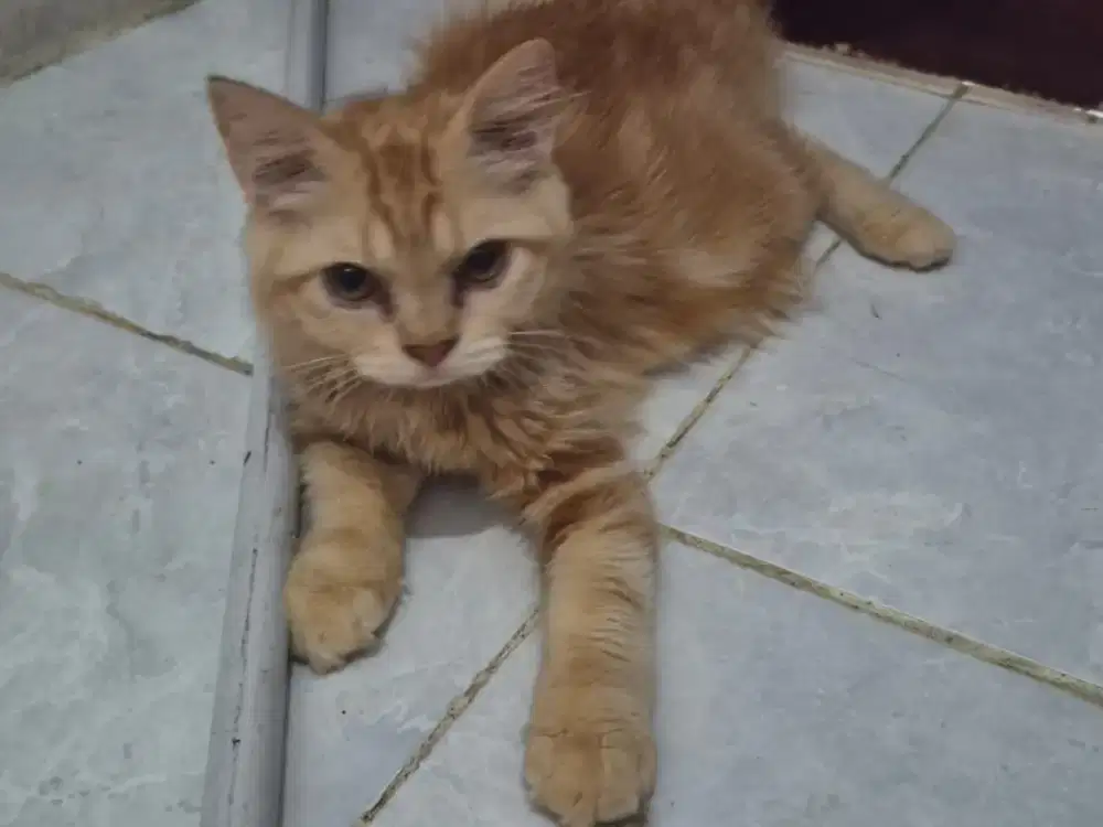 Kucing Mixdom Betina Oyen