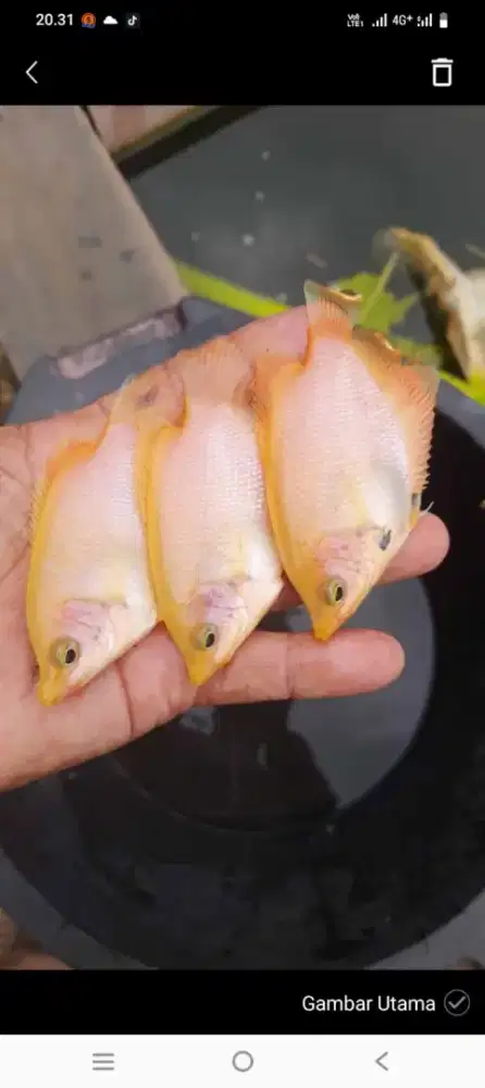 Bibit ikan gurame padang ukuran korek kayu paket 100 ekor
