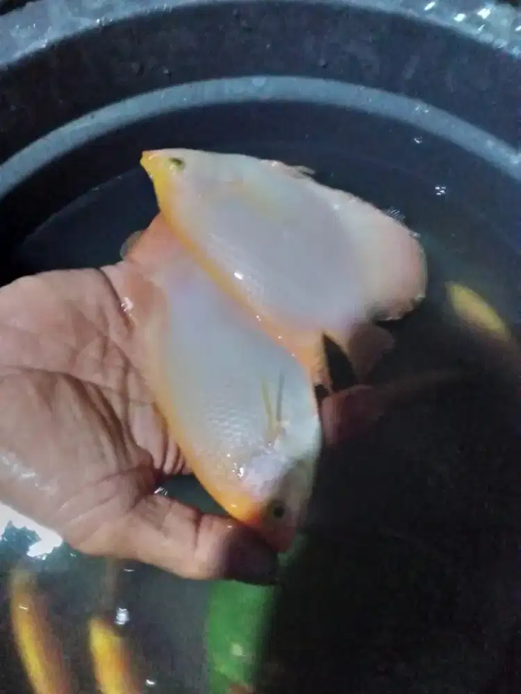 Bibit ikan gurame padang ukuran 3 jari paket 100 ekor