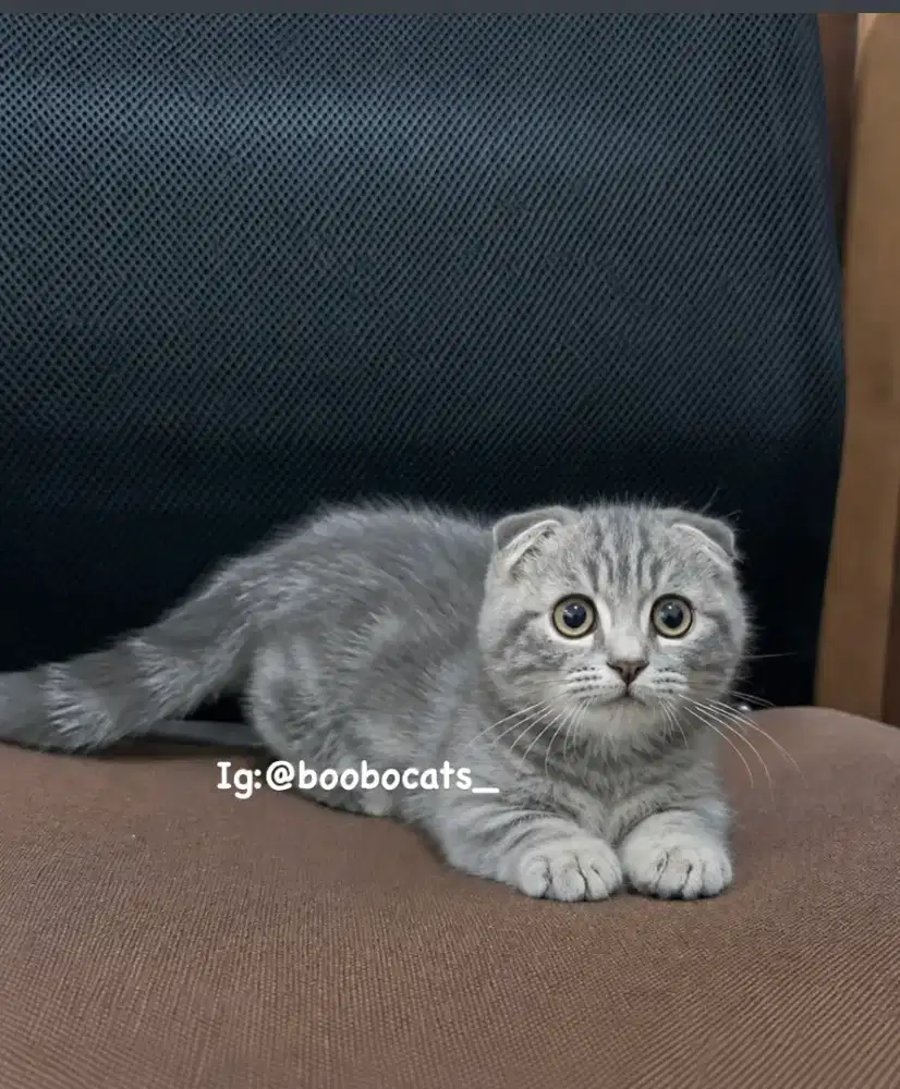MUNCHKIN GAELIC FOLD TABBY