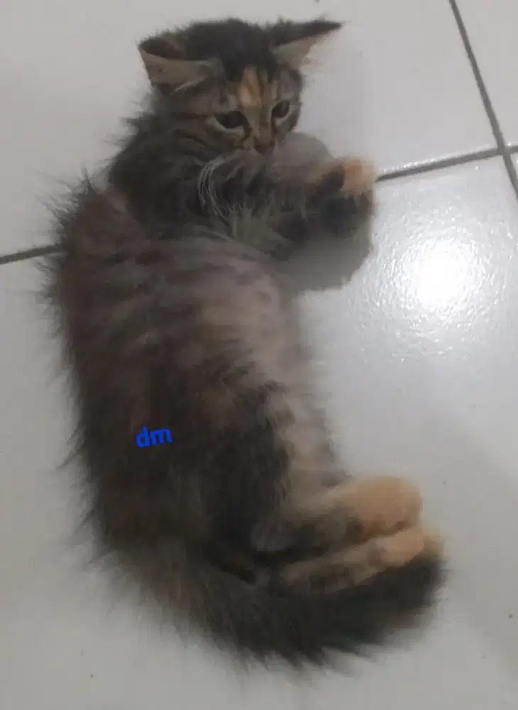 Kucing betina mix himalaya