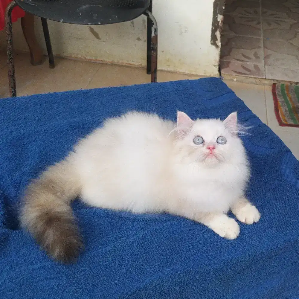 Kitten Persia betina white