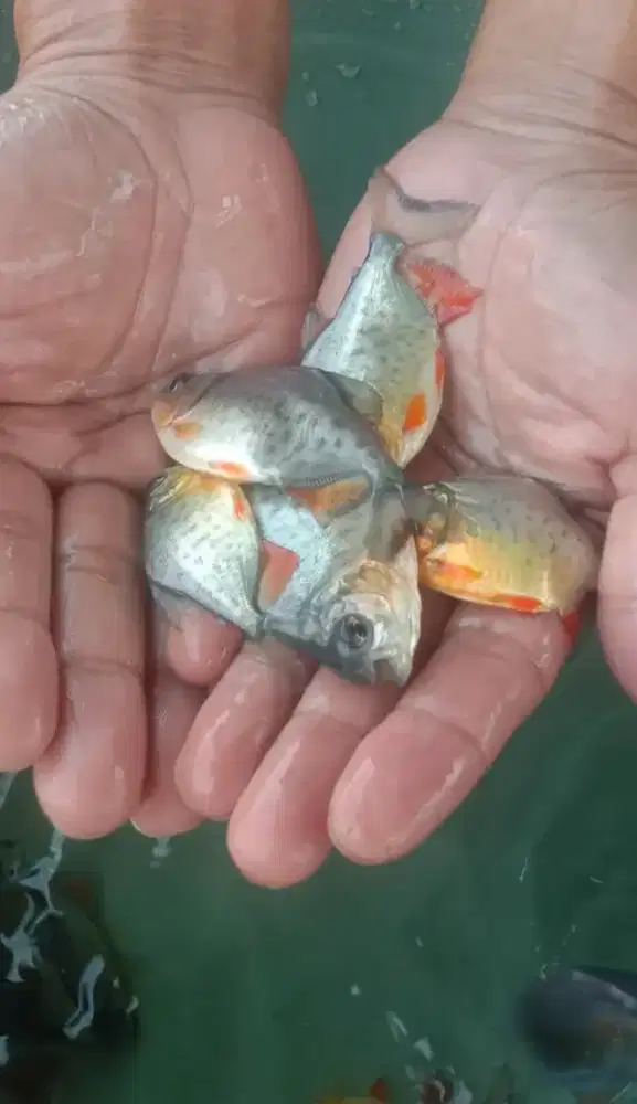 Bibit ikan bawal ukuran korek kayu paket isi 100 ekor