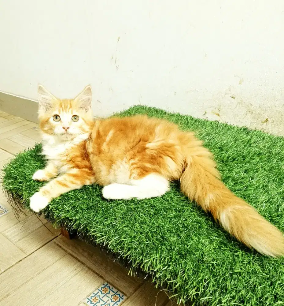 Kitten MaineCoon Betina Pure No mix. Induk Cfa Show Quality
