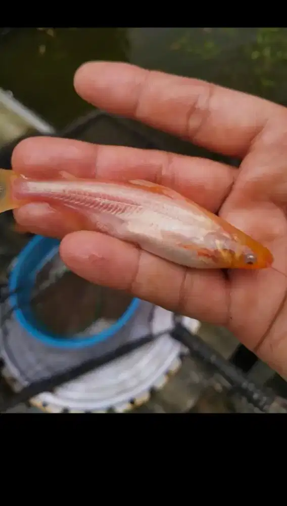 Bibit patin albino ukuran 7-8 cm isi 200 ekor