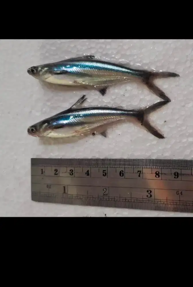 Bibit ikan patin ukuran 7-8 cm paket 500 ekor