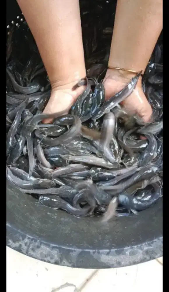 Jual bibit ikan lele, nila, glowfish, koi, gurame hitam / padang,bawal