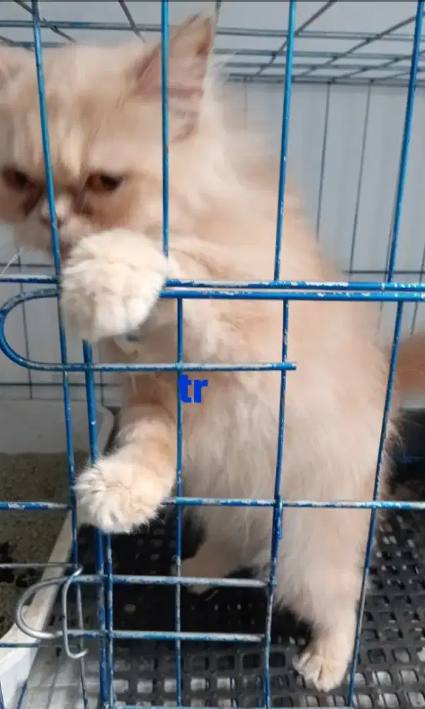 Kucing mix (plat- peak)