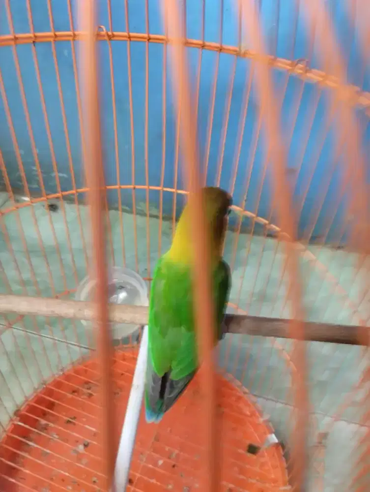BURUNG LOVEBIRD GACOR