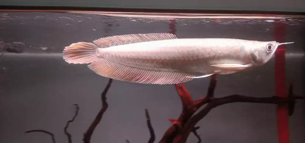 Arwana silver 22cm