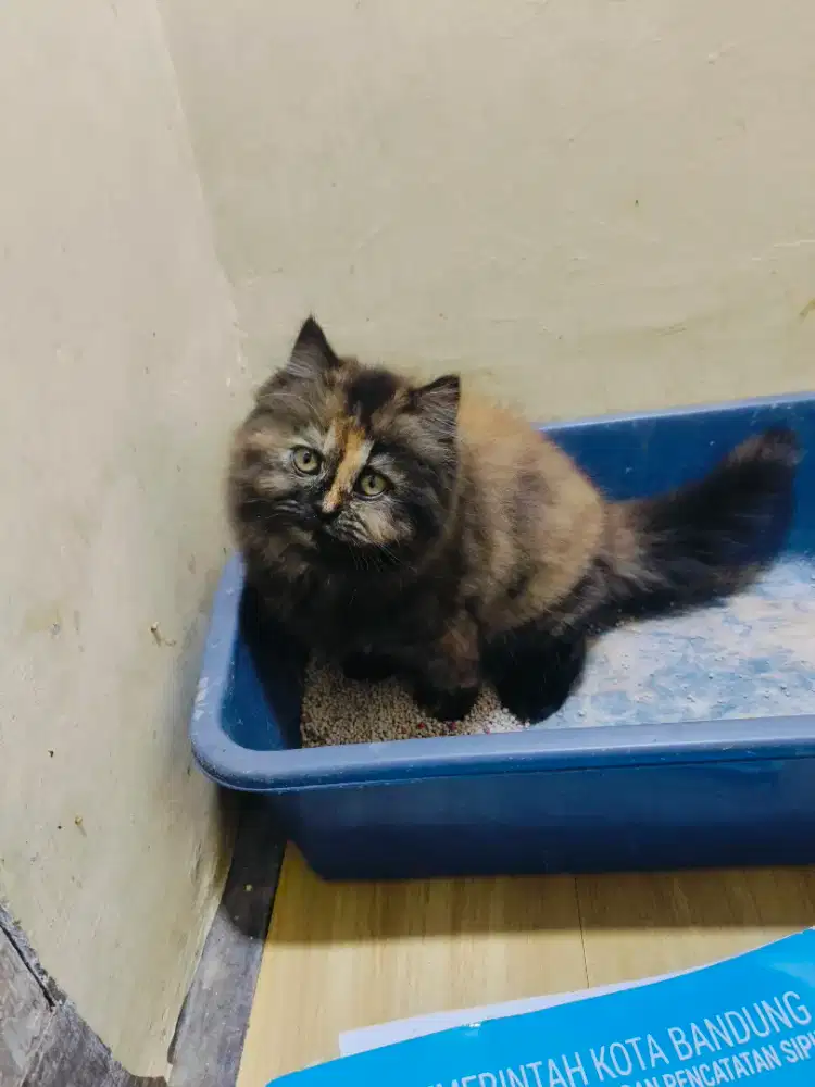 Kitten tortie longhair