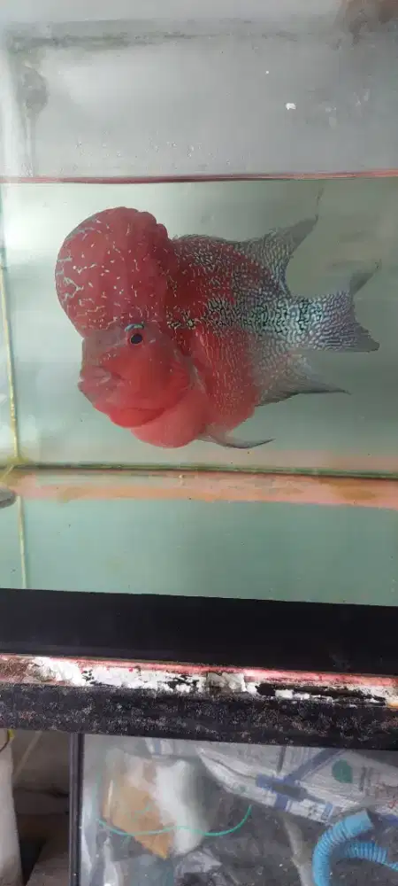 Ikan lauhan srd