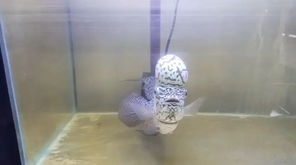 Ikan louhan kamfa f2(18-20cm