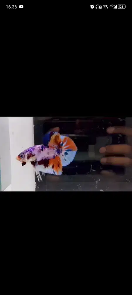 Ornamental betta fish/cupang hias