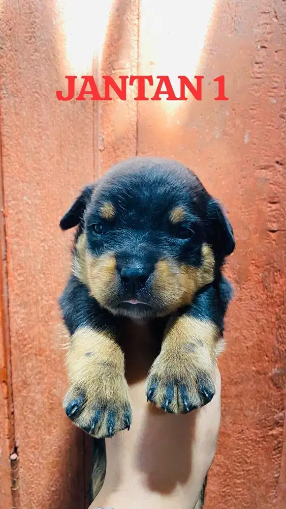 GERCEPIN ROTWEILLER MURMER