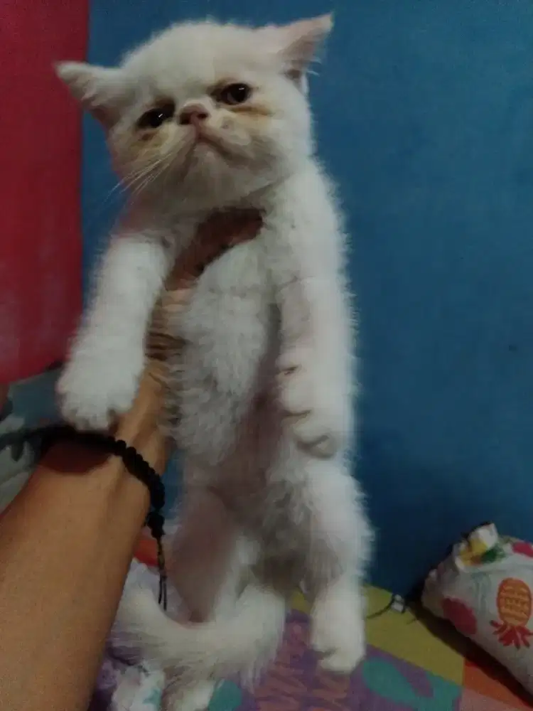 Exotik shorhair betina usua 2.5 bln