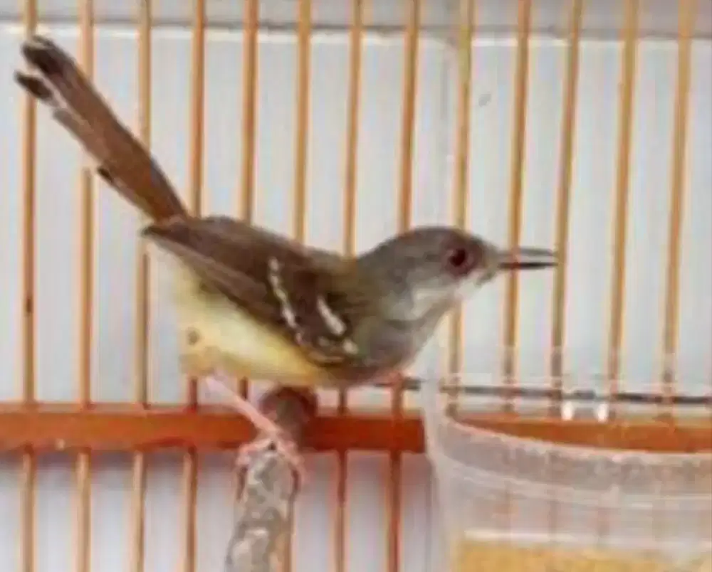 Burung ciblek semi burja