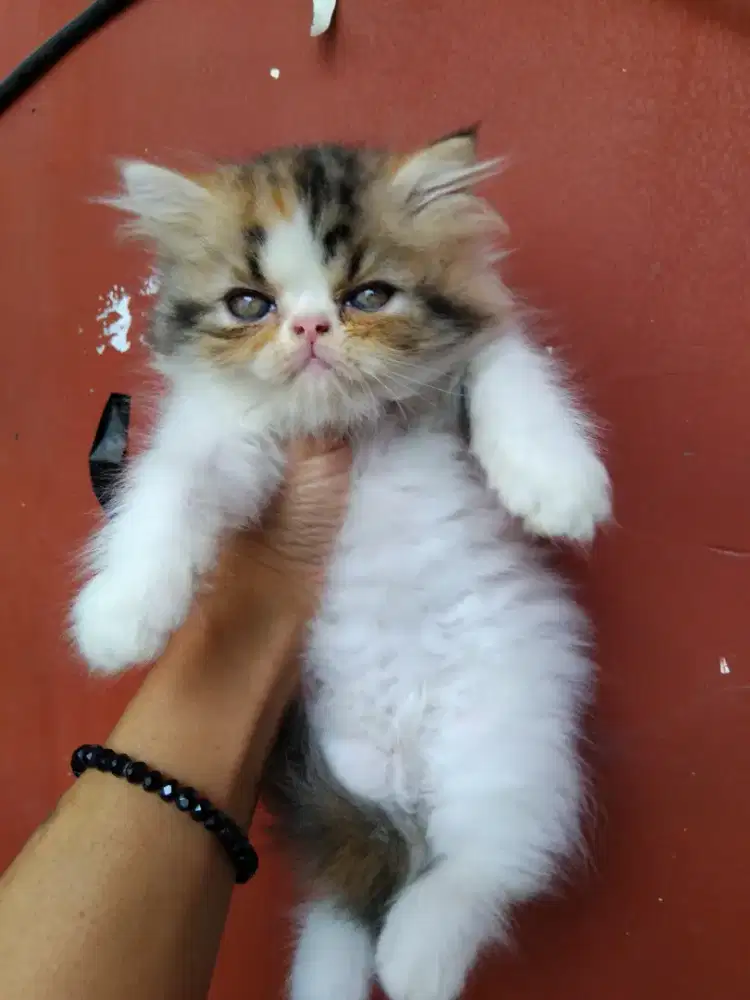 Kiten flatnose longhair usia 2.5 bln