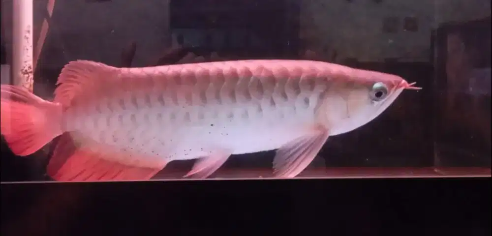 Arwana super red 35 cm