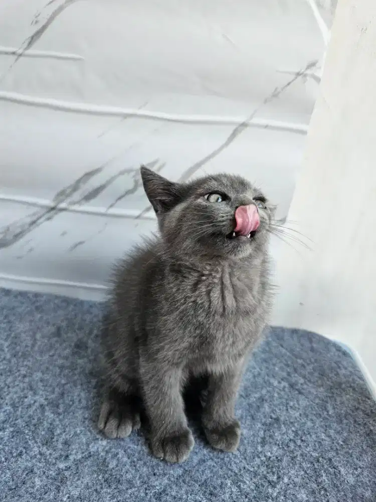 Kucing jantan persia mix bsh