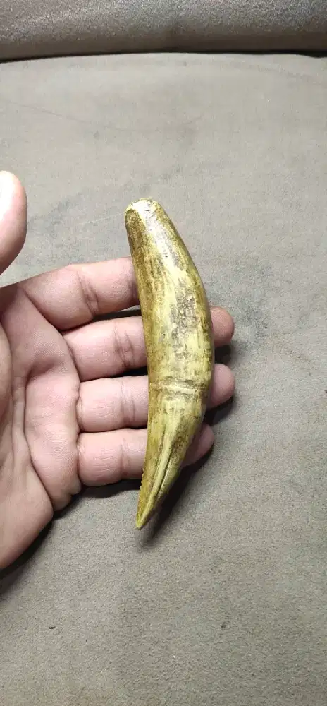 Liontin T*a*r H***M Natural Size Super Jumb0 M4*t1 N6u*r4k