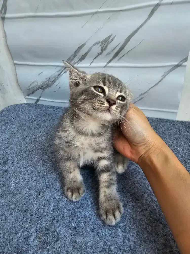 Kucing betina usia 2bln