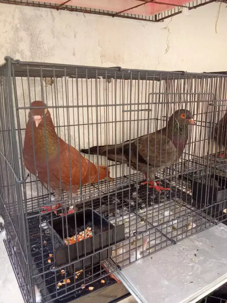 BURUNG MERPATI PASANGAN GIRING MANGKAT MUDA SEHAT BAHAN BAGUS RAWATAN