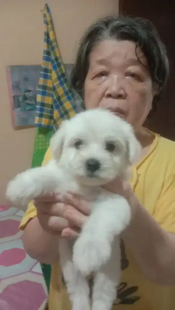 Maltese snow white betina