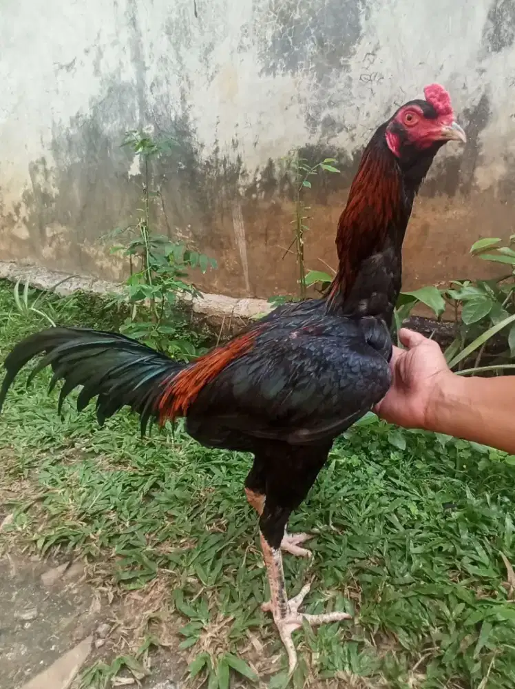 AYAM PAMA NGON MANTAP OKE
